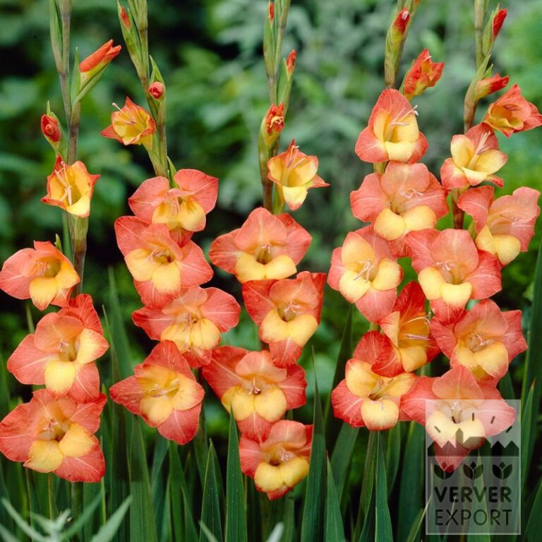 Gladiolen primulinus 'Las Vegas' (23042)