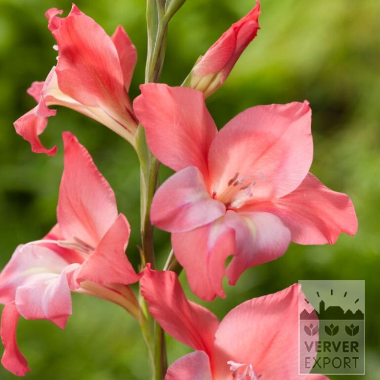 Gladiolen tubergenii 'Charming Beauty' (23044)