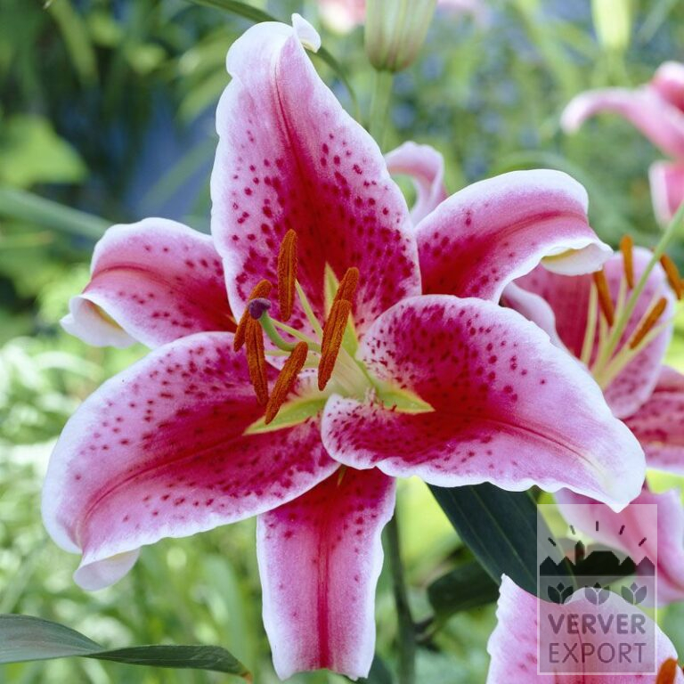 Lilium 'Stargazer' (24011)