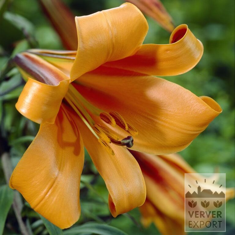 Lilium 'African Queen' (24012)