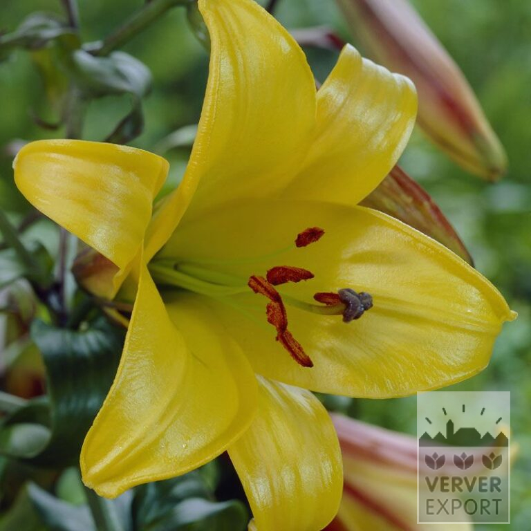 Lilium 'Golden Splendor' (24013)