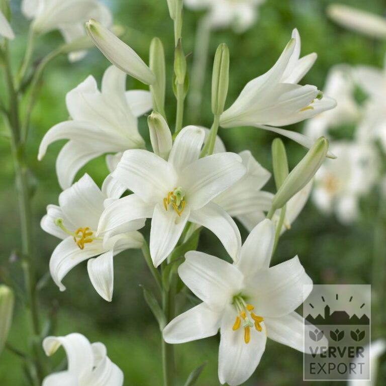 Lilium candidum (24020)
