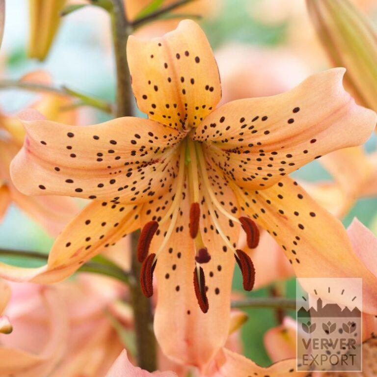 Lilium 'Pink Giant' (24042)