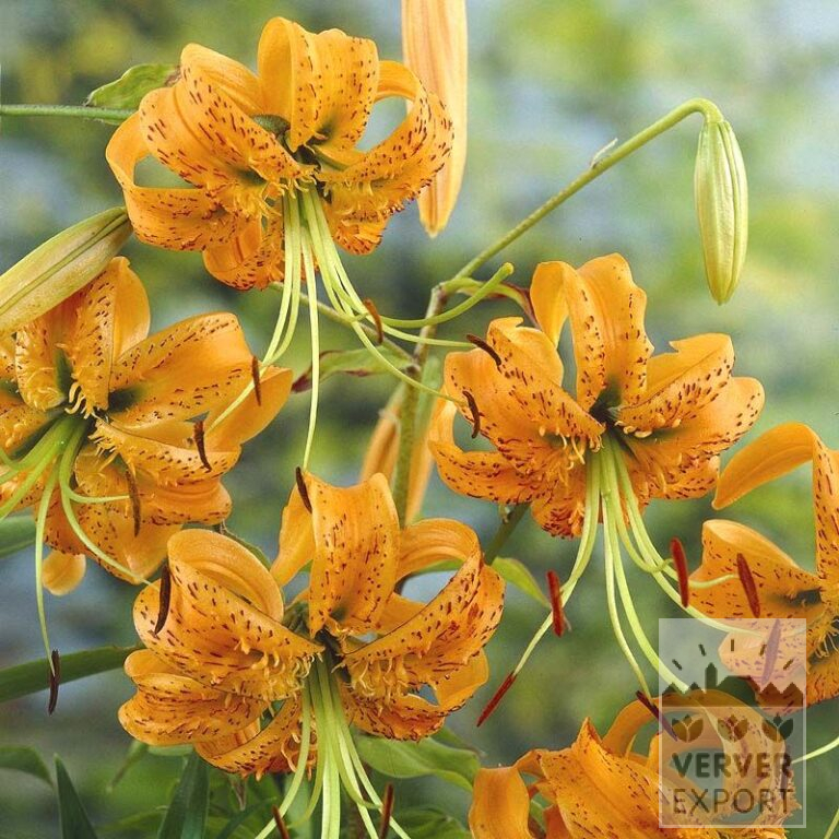 Lilium henryi (24050)
