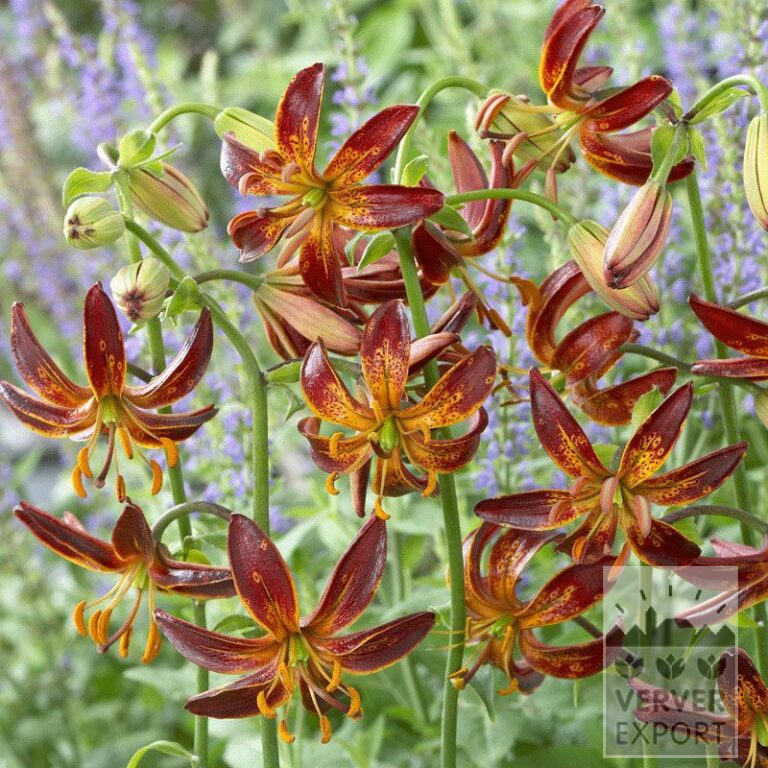Lilium martagon 'Arabian Night' (24053)