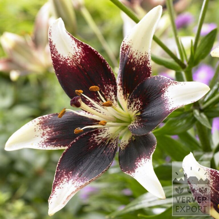 Lilium 'Netty's Pride' (24060)