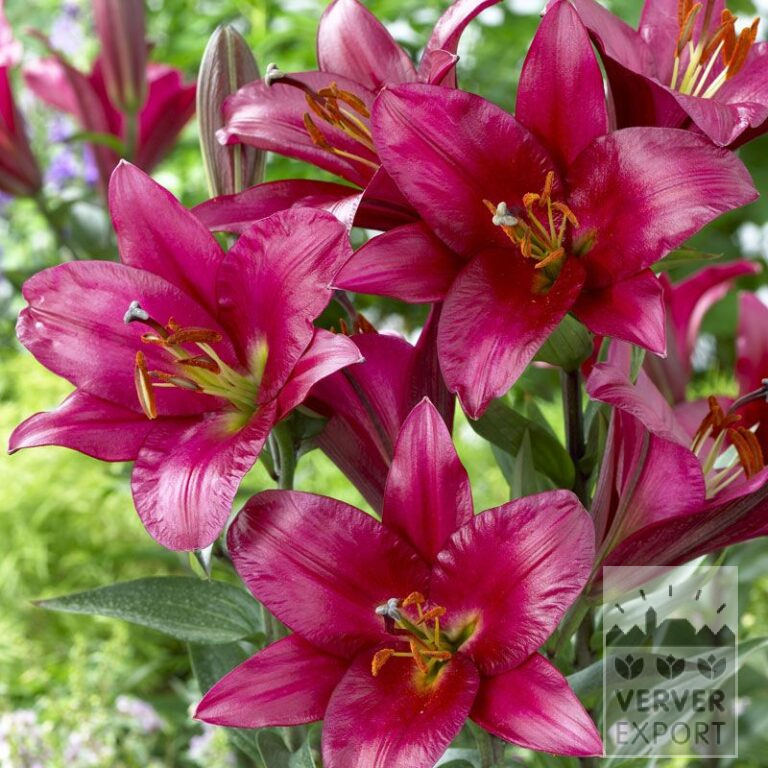 Lilium 'Purple Prince' (24064)