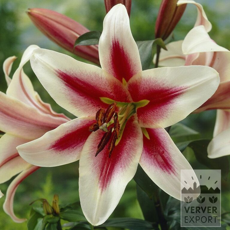 Lilium 'Altari' (24066)