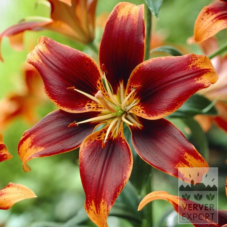 Lilium 'Forever Susan' (24074)
