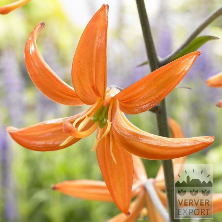 Lilium martagon 'Orange Marmalade' (24078)