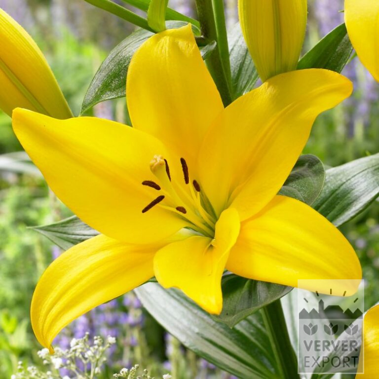Lilium 'Pavia' (24082)