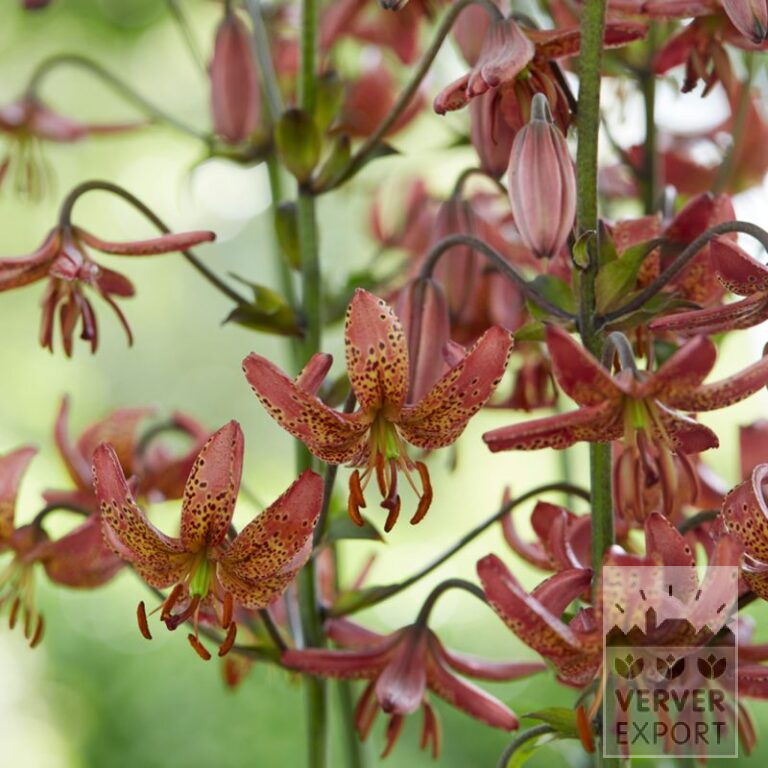 Lilium martagon 'Manitoba Morning' (24086)