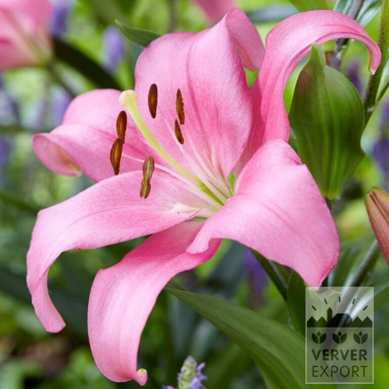 Lilium 'Four Queens' (24093)