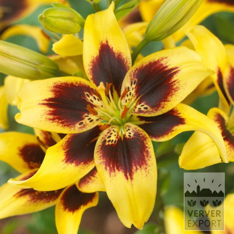 Lilium 'Pieton' (24094)