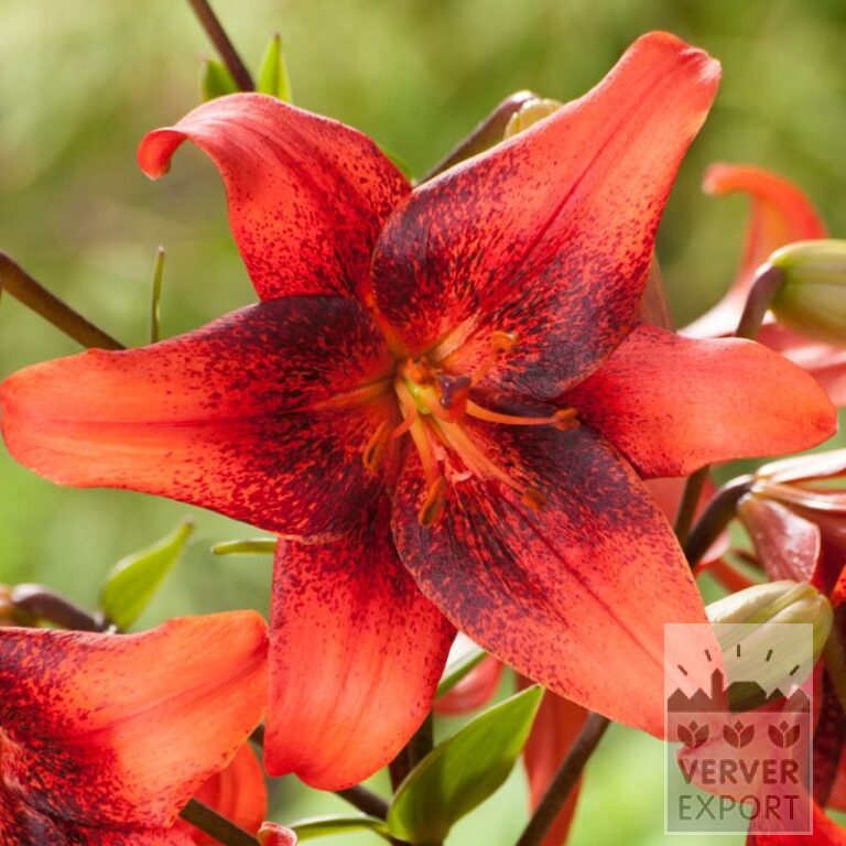 Lilium 'Strawberry Event' (24096)