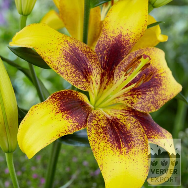 Lilium 'Yellow Brush' (24097)