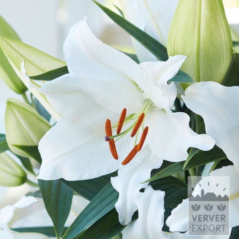 Lilium 'Big News' (24098)