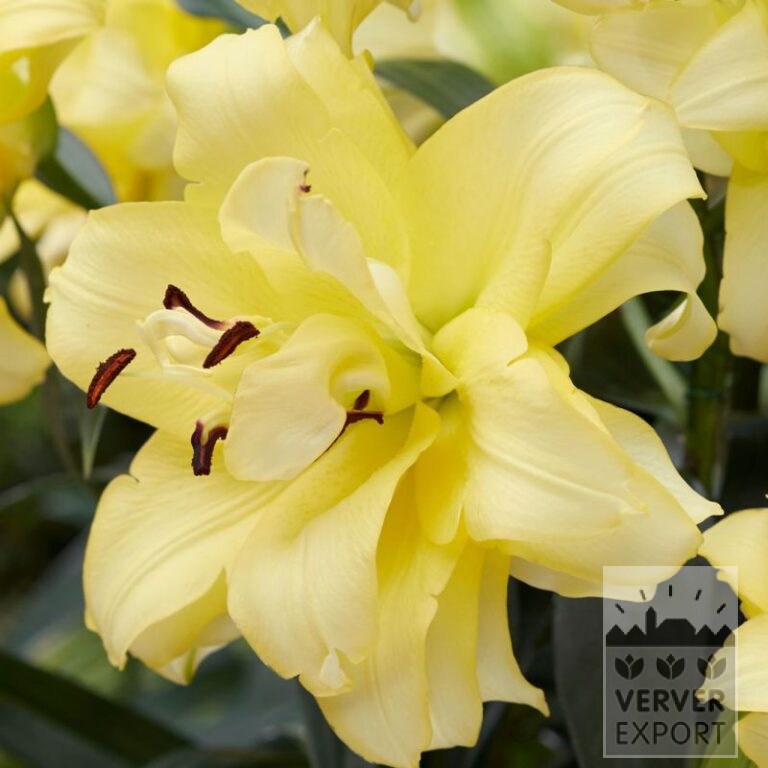 Lilium 'Exotic Sun' (24099)