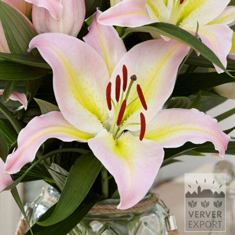 Lilium 'Hocus Pocus' (24100)