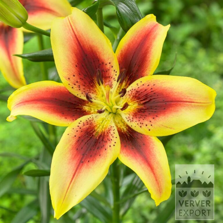 Lilium 'Viva la Vida' (24102)