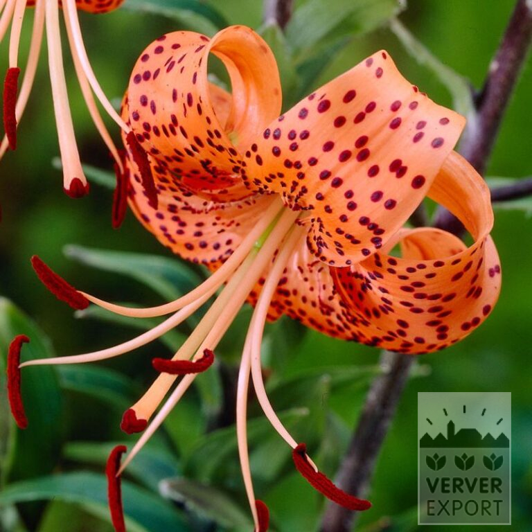 Lilium lancifolium (24103)