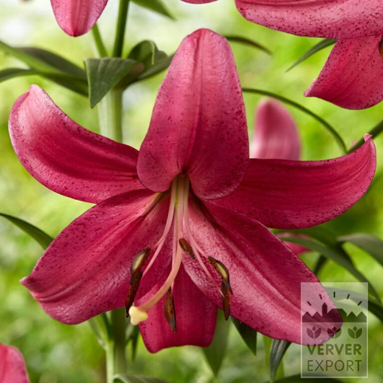 Lilium 'Purple Marble' (24104)