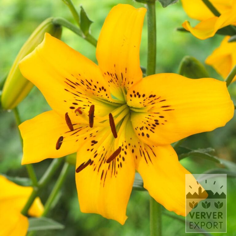 Lilium 'Yellow Bruse' (24106)