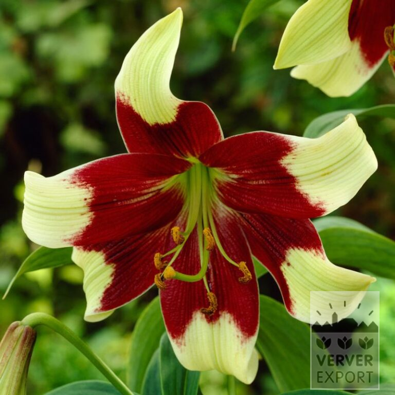 Lilium 'Zeba' (24107)