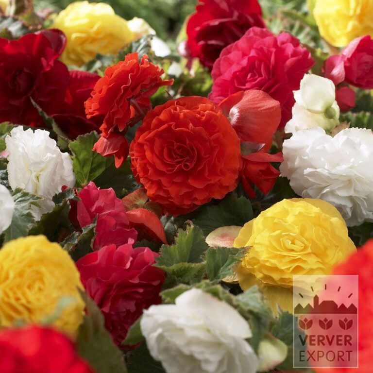 Begonia dubbel gemengd (25003)