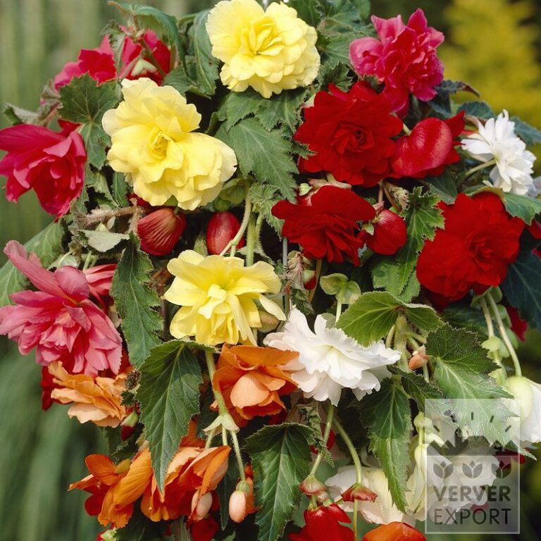 Begonia pendula gemengd (25007)