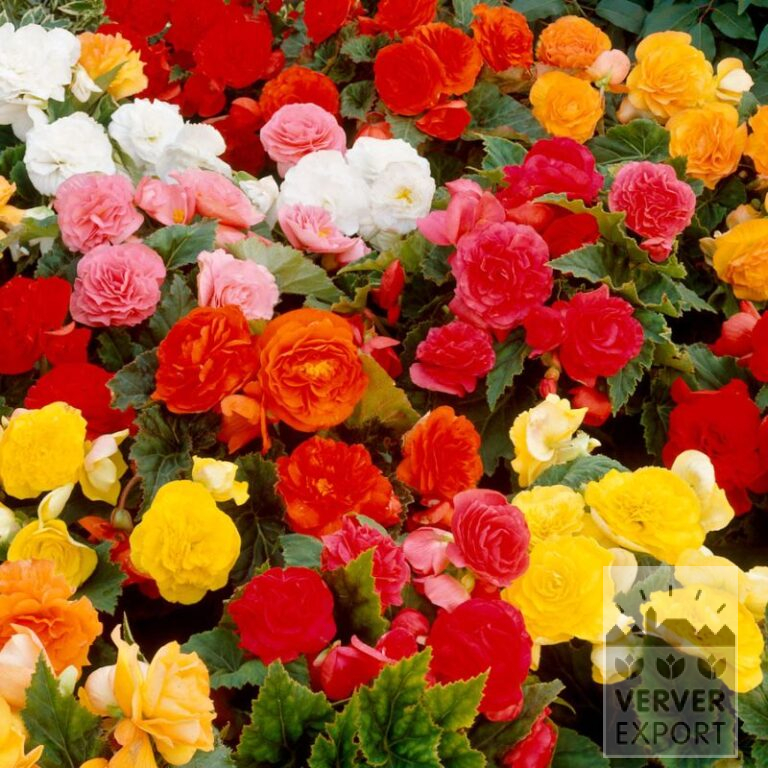 Begonia Non Stop Gemengd (25008)
