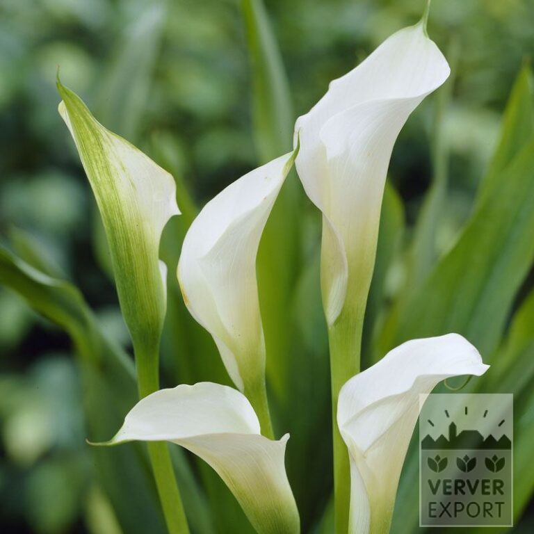 Zantedeschia Supri-Wit (26001)
