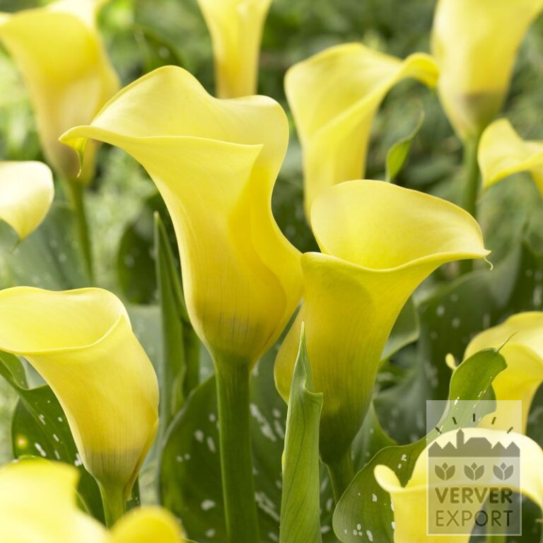 Zantedeschia Supri-Geel (26002)