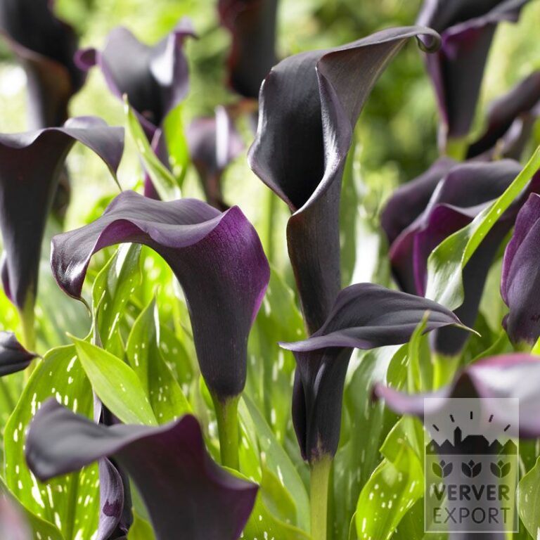 Zantedeschia Supri-Zwart (26003)