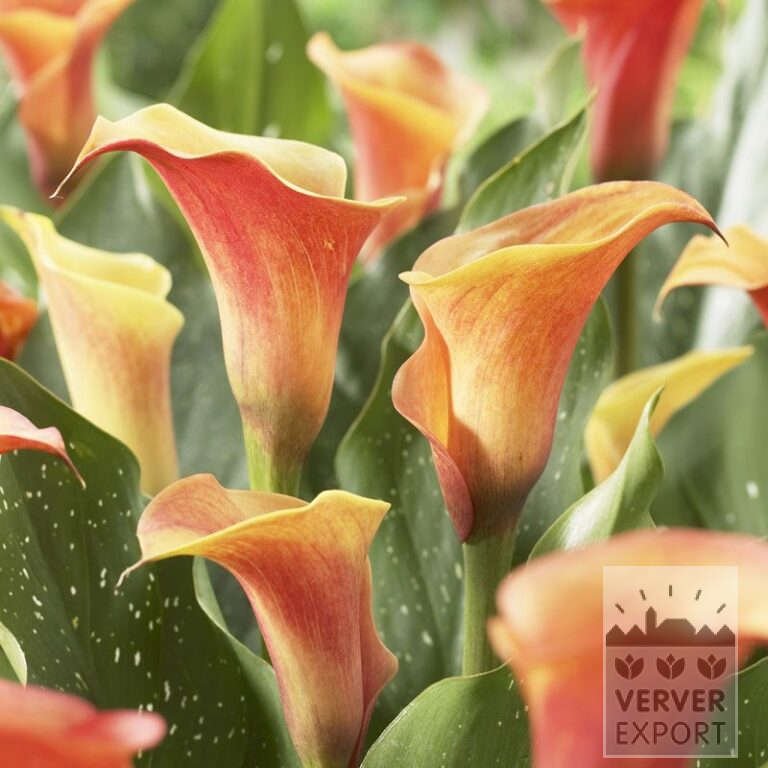 Zantedeschia Supri-Oranje (26004)