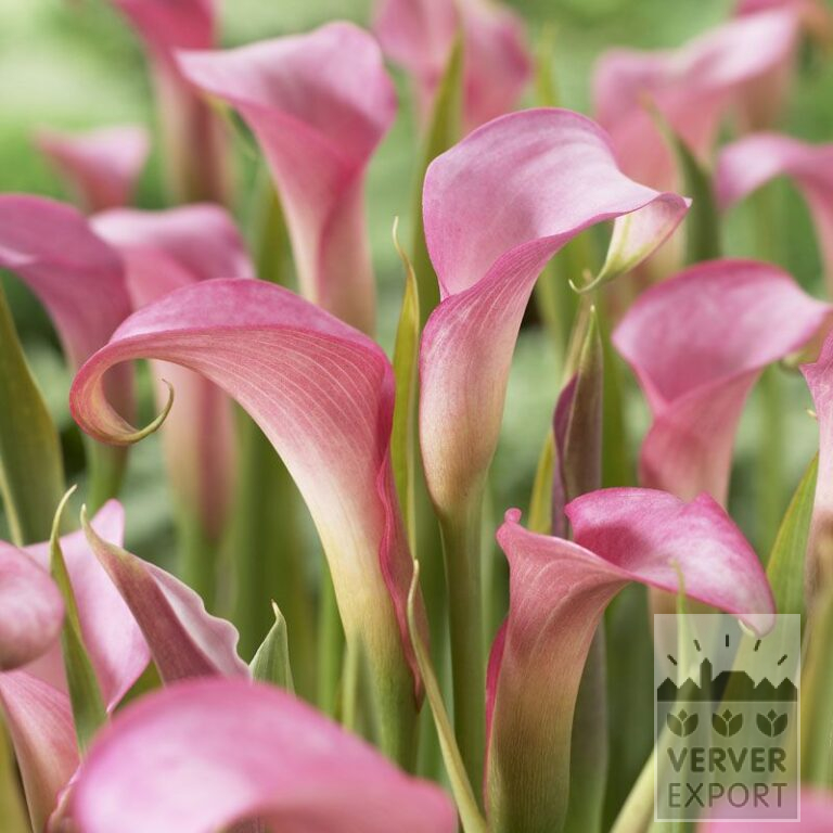 Zantedeschia Supri-Rose (26005)