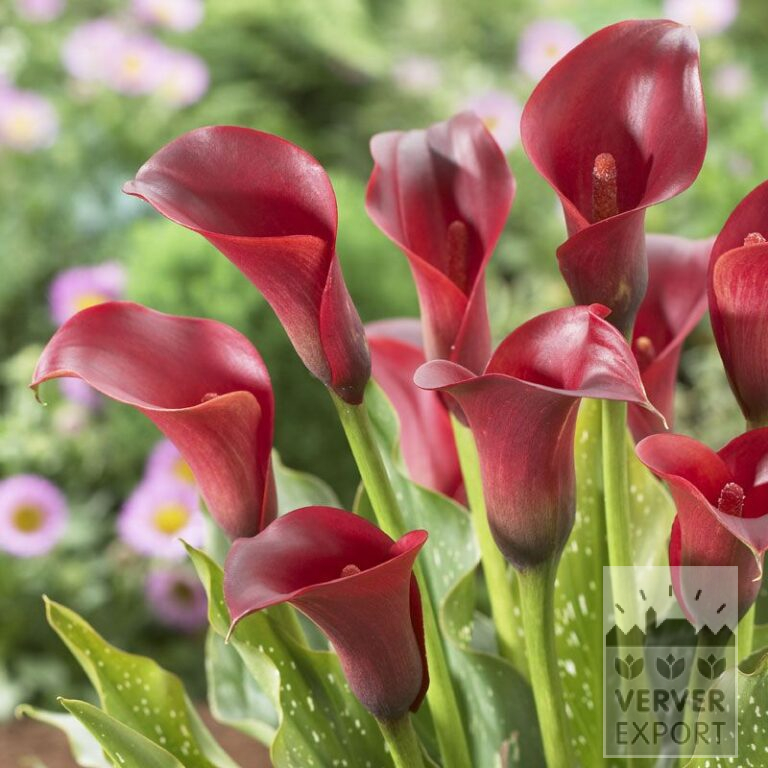 Zantedeschia Supri-Rood (26006)