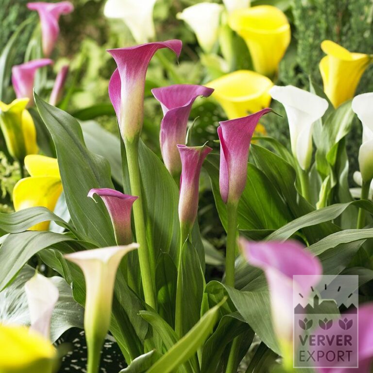 Zantedeschia Supri-Gemengd (26009)