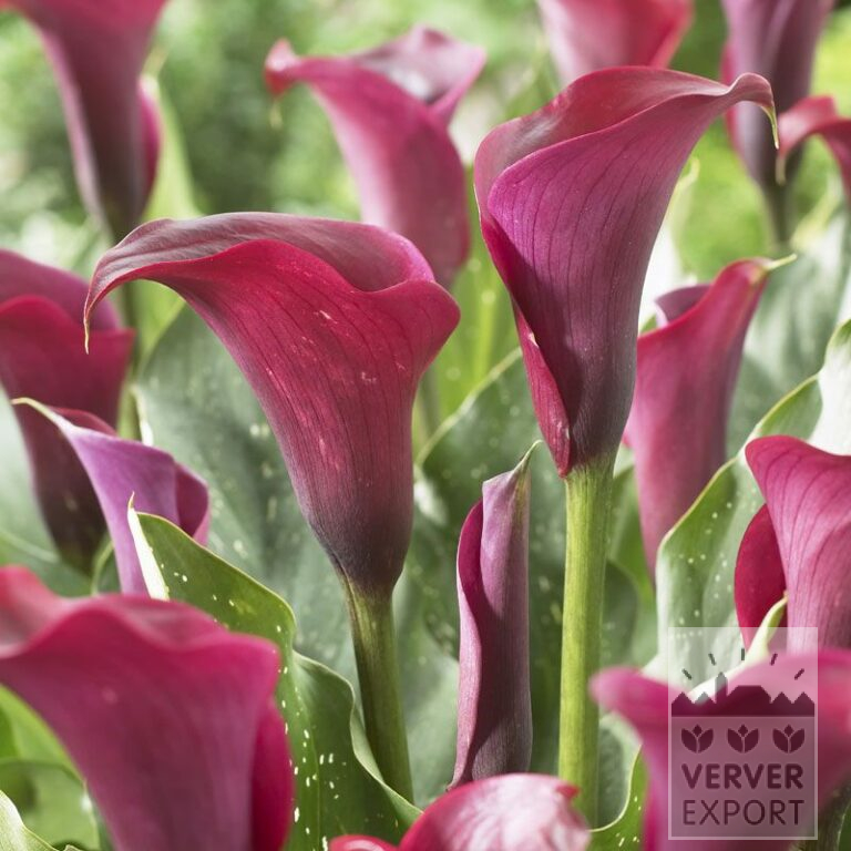 Zantedeschia Supri-Violet (26011)
