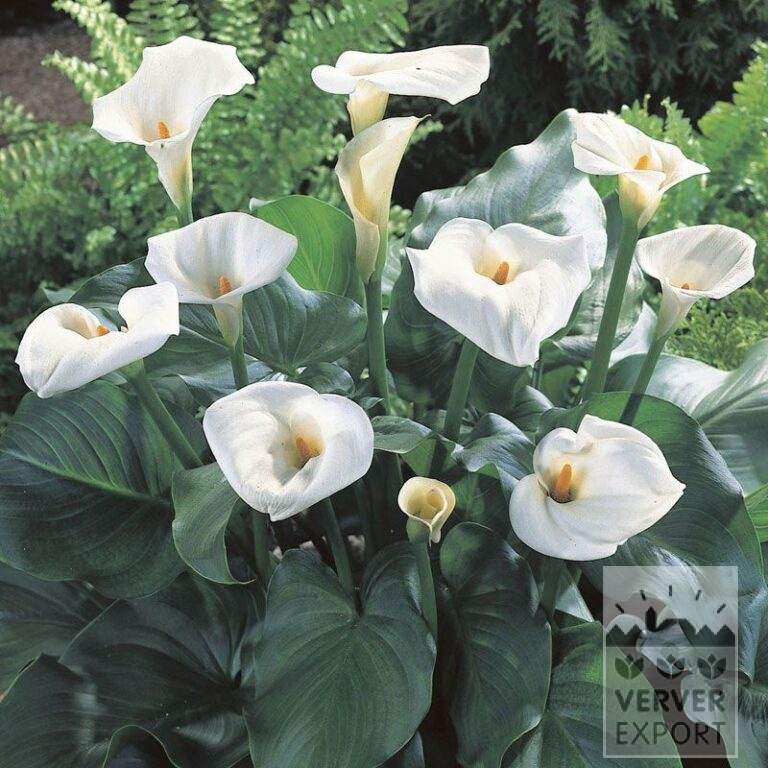 Zantedeschia aethiopica (26012)