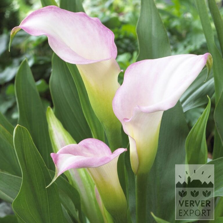 Zantedeschia Supri-Bi-Color Rose en Wit (26013)