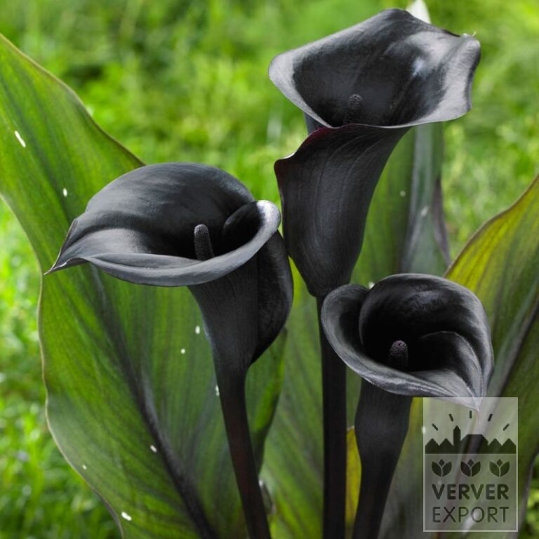 Zantedeschia Supri-All Black (26014)