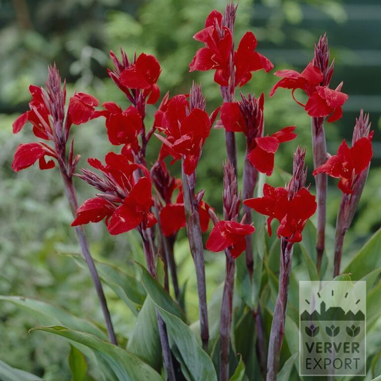Canna 'Brillant' (27002)