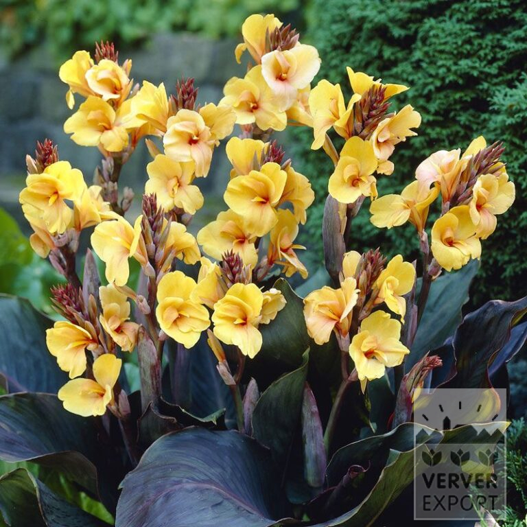 Canna 'Louis Cottin' (27004)