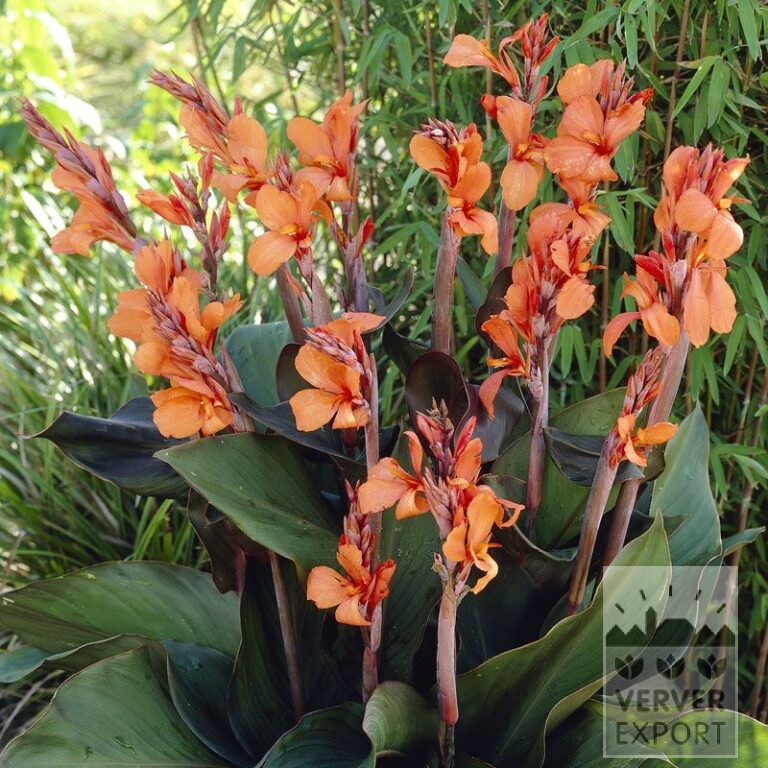Canna 'Wyoming' (27017)