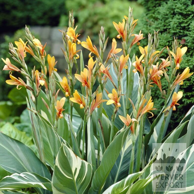 Canna 'Stuttgart' (27024)