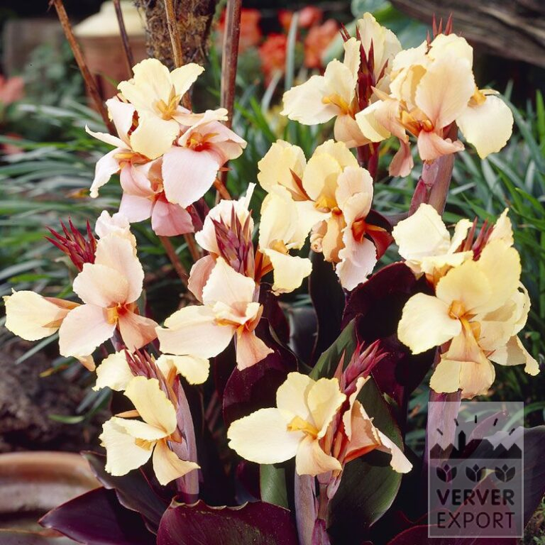 Canna 'Angèle Martin' (27026)