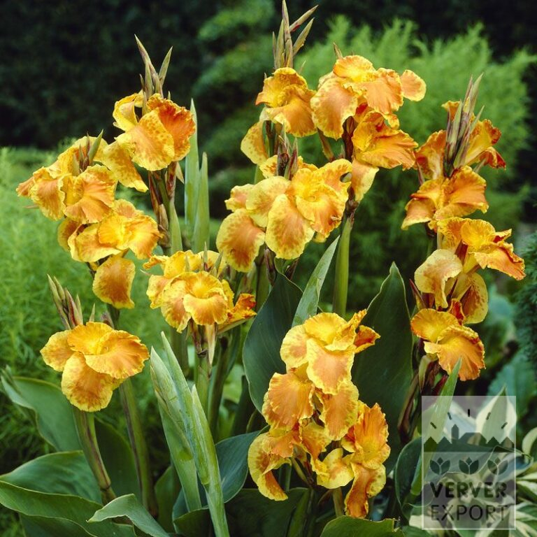 Canna 'Florence Vaughan' (27027)