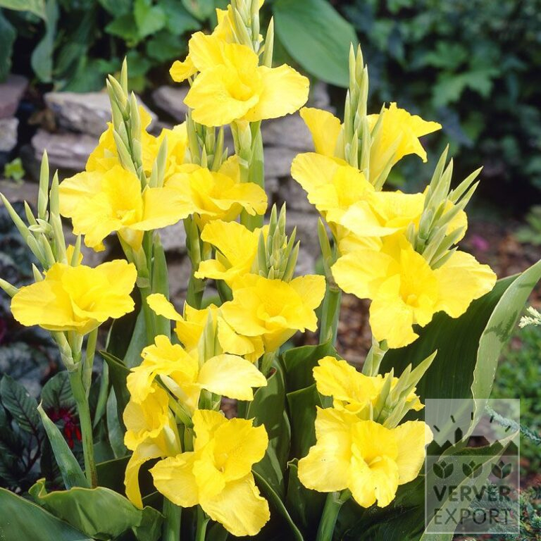 Canna 'Richard Wallace' (27029)