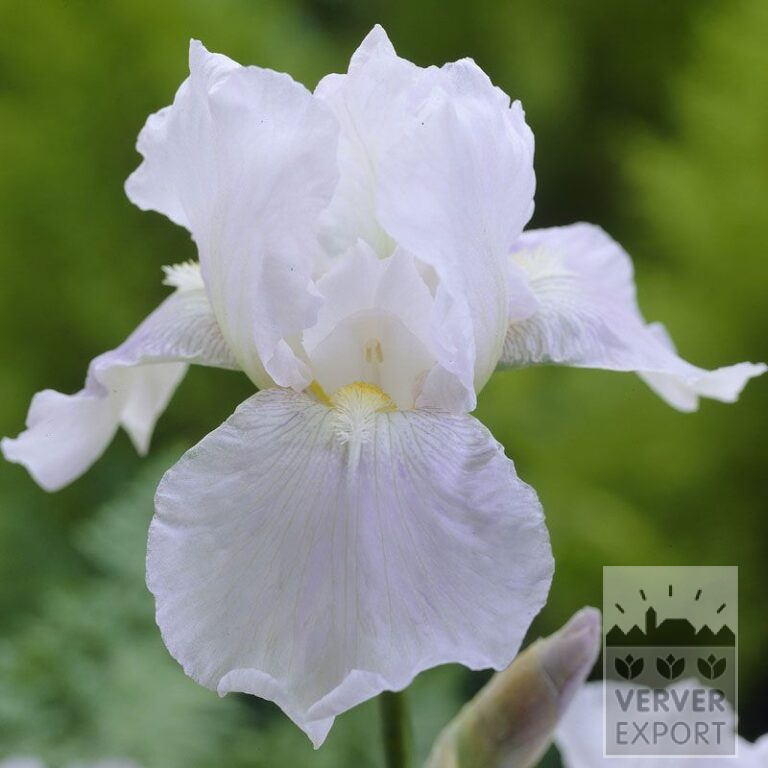 Iris germanica 'Immortality' (28001)